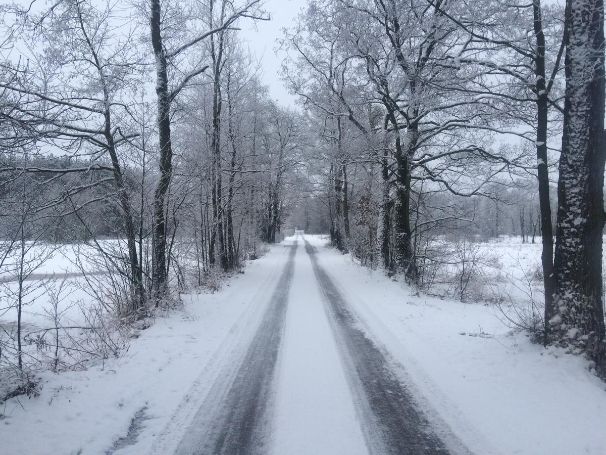Chamedafne W Puszczy Kampinoskiej Brochów エクステリア 写真